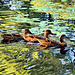 Ducks on Mangerton Mill Pond
