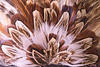 feathers macro
