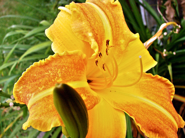 Yellow Lily and Bud.