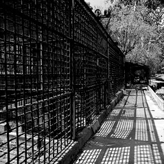 Animal Prison
