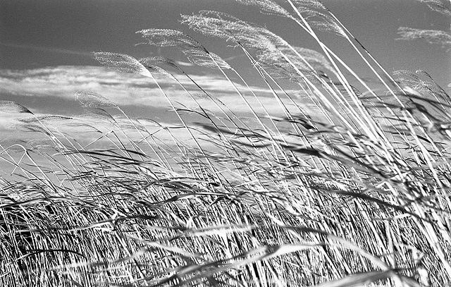 Pampas grass in the north wind