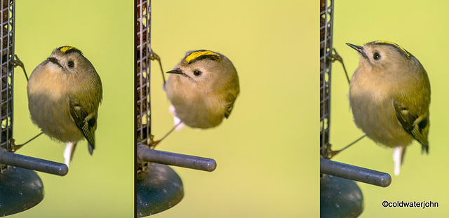 Goldcrest taking its turn at the peanut feeders