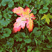 Falling Leaf In The Grass - Square