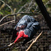 gris du Gabon - parc des oiseaux Villars les Dombes