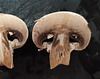 Mushroom pareidolia symmetry