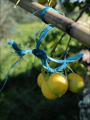 Penedos, Lemons and blue rope