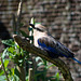 martin pêcheur  géant - parc des oiseaux Villars les Dombes