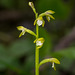 Corallorhiza trifida (Early Coralroot orchid)