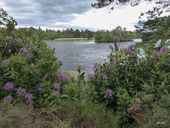 Loch of Blairs, Altyre Estate