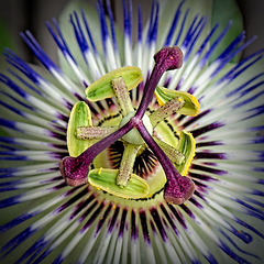 The Heart of the Passion Flower