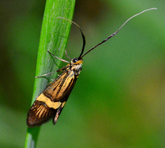 Moth Nemophora degeerella.Female