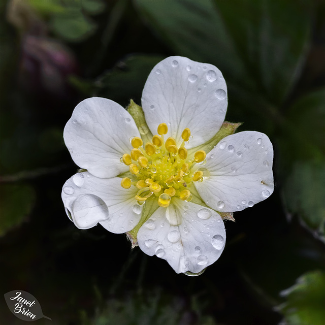 Pictures for Pam, Day 187: Droplets on Strawberry Blossom Next to Our RV!