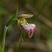 Cypripedium arietinum (Ram's Head orchid)