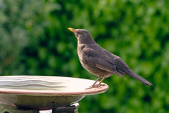 Female Blackbird (Colour Version)