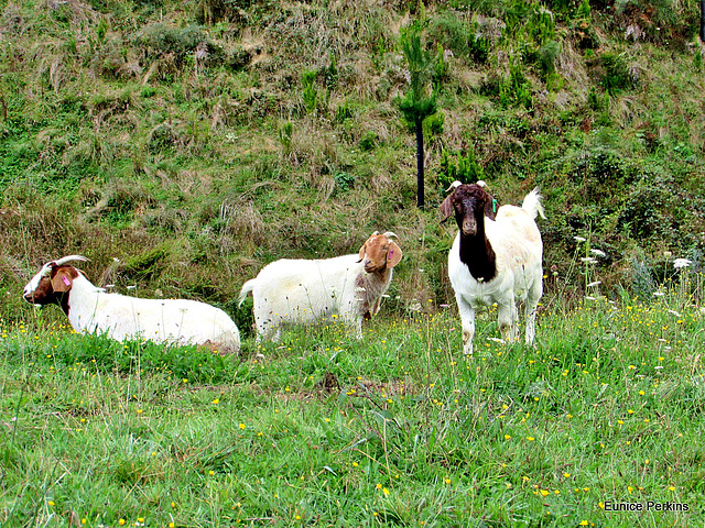 Three Goats.