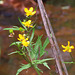 Early Buttercup (Ranunculus fascicularis)