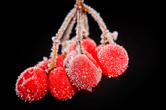 Die roten Früche bleiben im Winter länger frisch :))  The red fruits stay fresh longer in winter :)) Les fruits rouges restent frais plus longtemps en hiver :))