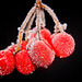 Die roten Früche bleiben im Winter länger frisch :))  The red fruits stay fresh longer in winter :)) Les fruits rouges restent frais plus longtemps en hiver :))