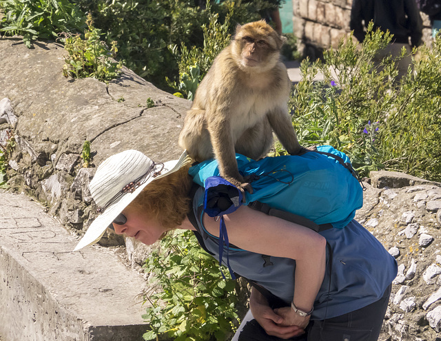 Thieving Macaque on Gibraltar