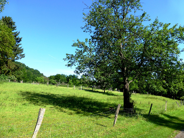 DE - Heimbach - HFF from a sunny meadow