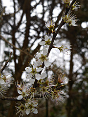 Blossoms in detail