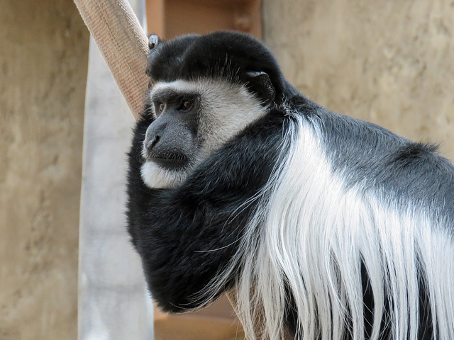 Colobus monkey - such a poser