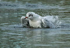Gull bathing (1)