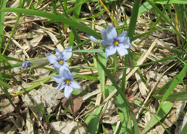 White Blue-eyed Grass (Sisyrinchium)