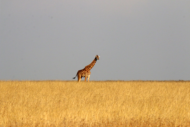 Giraffe in the Mara