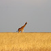 Giraffe in the Mara