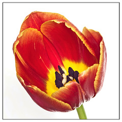 Tulip  ( + PiP)