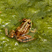 Albir- Frog in Sierra Helada Nature Park