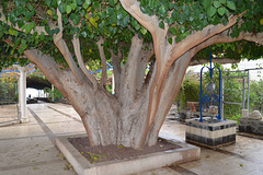 Galilee, Greek Orthodox Monastery, The Sycomore Tree