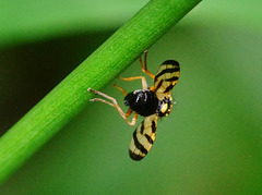 Fruit Fly. Tephritidae