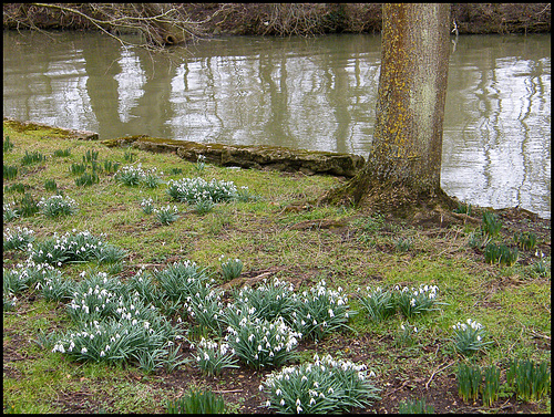 snowdrops by the Cherwell