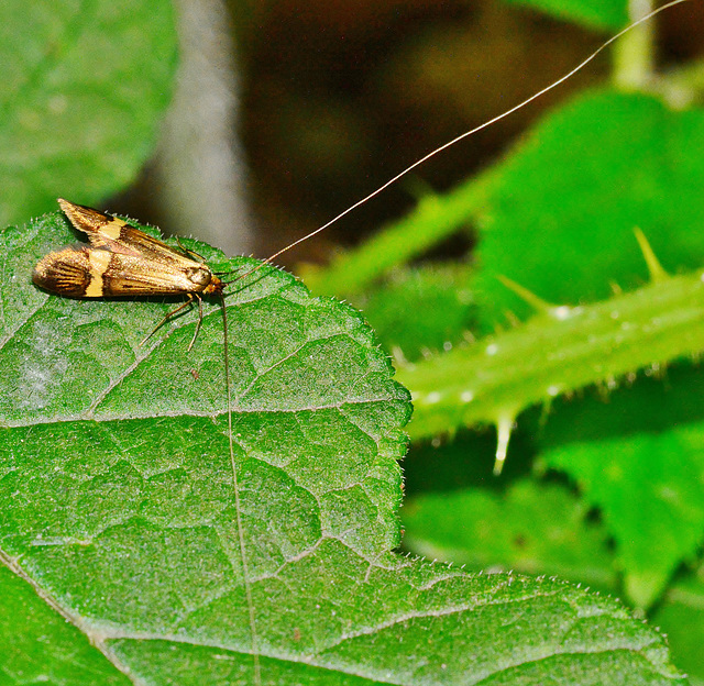 Moth Nemophora degeerella.Male