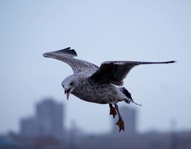 Seagull flight shots (2)