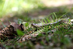 Blindschleiche - Slow worm - Orvet