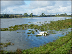 swans in the water meadow