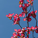 135/366: Dogwood Blossoms