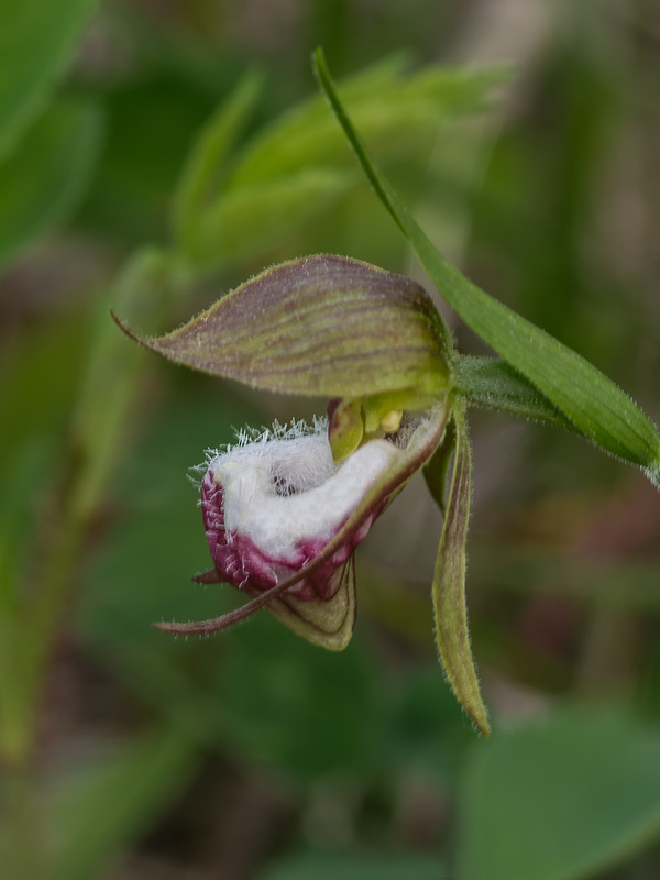 Cypripedium arietinum (Ram's Head orchid)