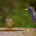 Baby robin trying to beg from a starling