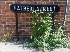 Albert Street flora