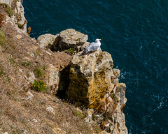 Cliffs at Durlston Country Park-5