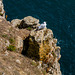 Cliffs at Durlston Country Park-5