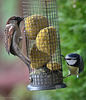 House Sparrow and Blue Tit shareing