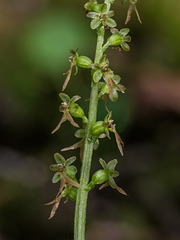 Neottia cordata (Heartleaf Twayblade orchid)