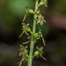 Neottia cordata (Heartleaf Twayblade orchid)