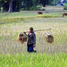 Harvest on Don Det ! Laos