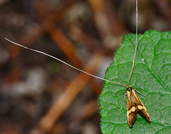 Moth Nemophora degeerella.Male